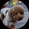 poodledoodz